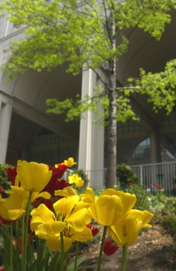 Tulips are in full bloom in late April in the garden of Roosevelt Hospital