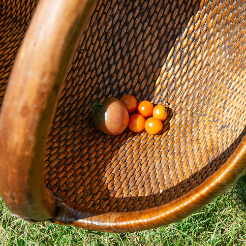 Different tomato sizes in a basket