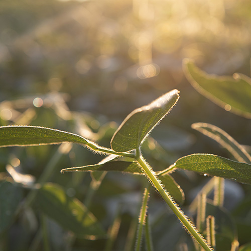 Morning sunrise over cornfield