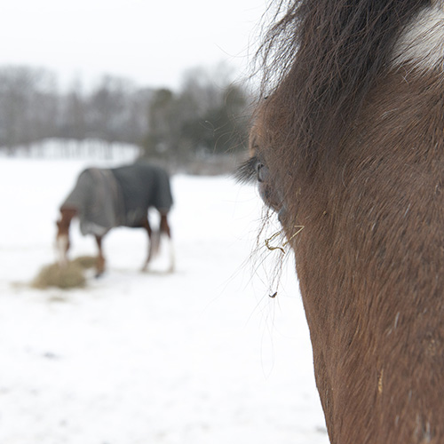 Horse and Friend