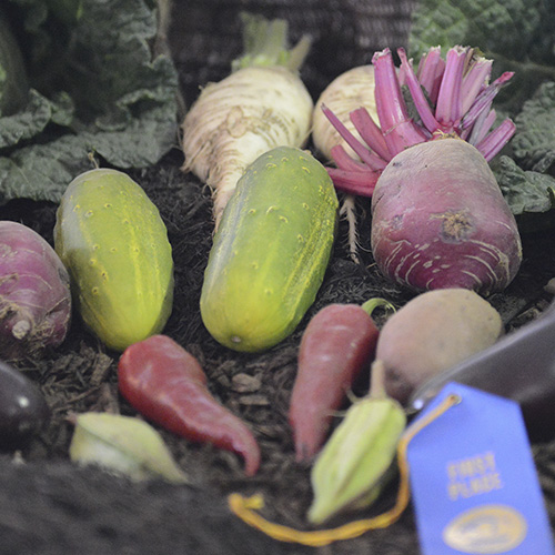 First prize vegetables at a county fair