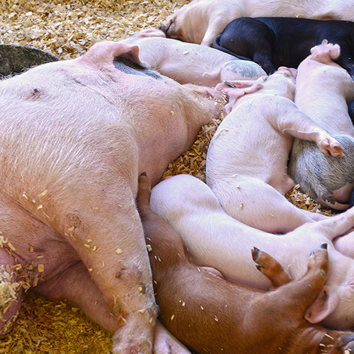 Young animals napping with their mother