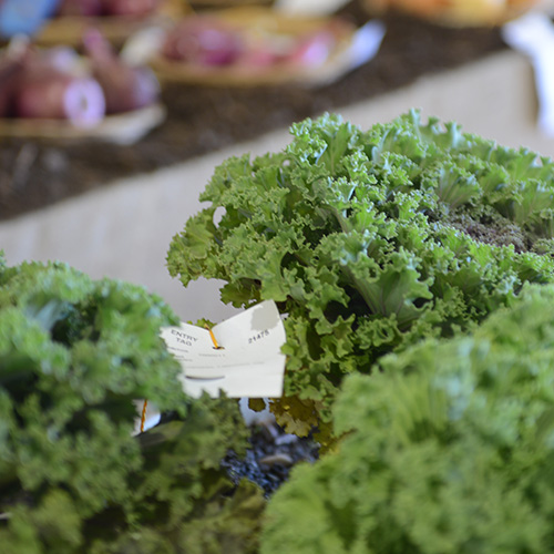 Fresh Lettuce at a Country Fair