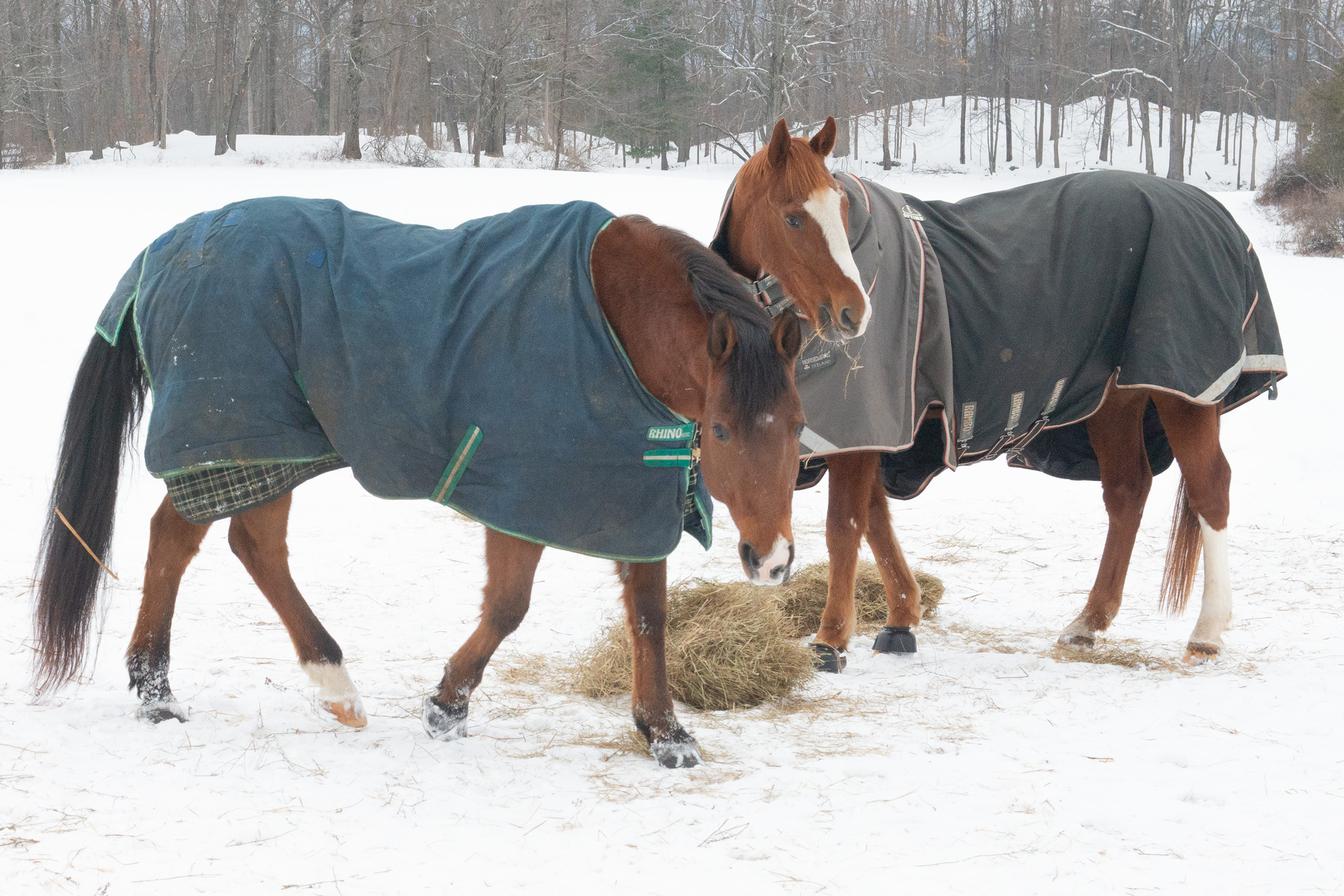 Horses supporting each other 