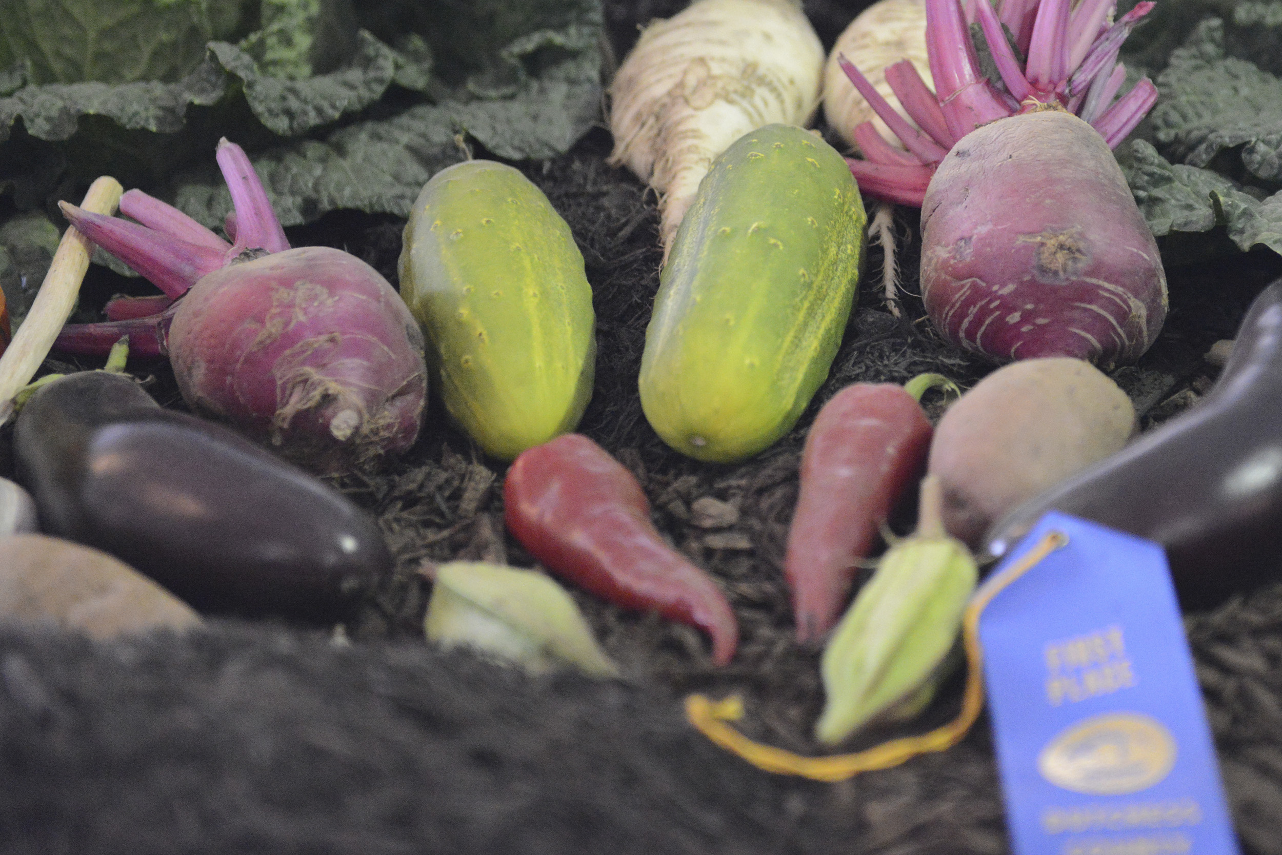 First Place Ribbon at State Fair