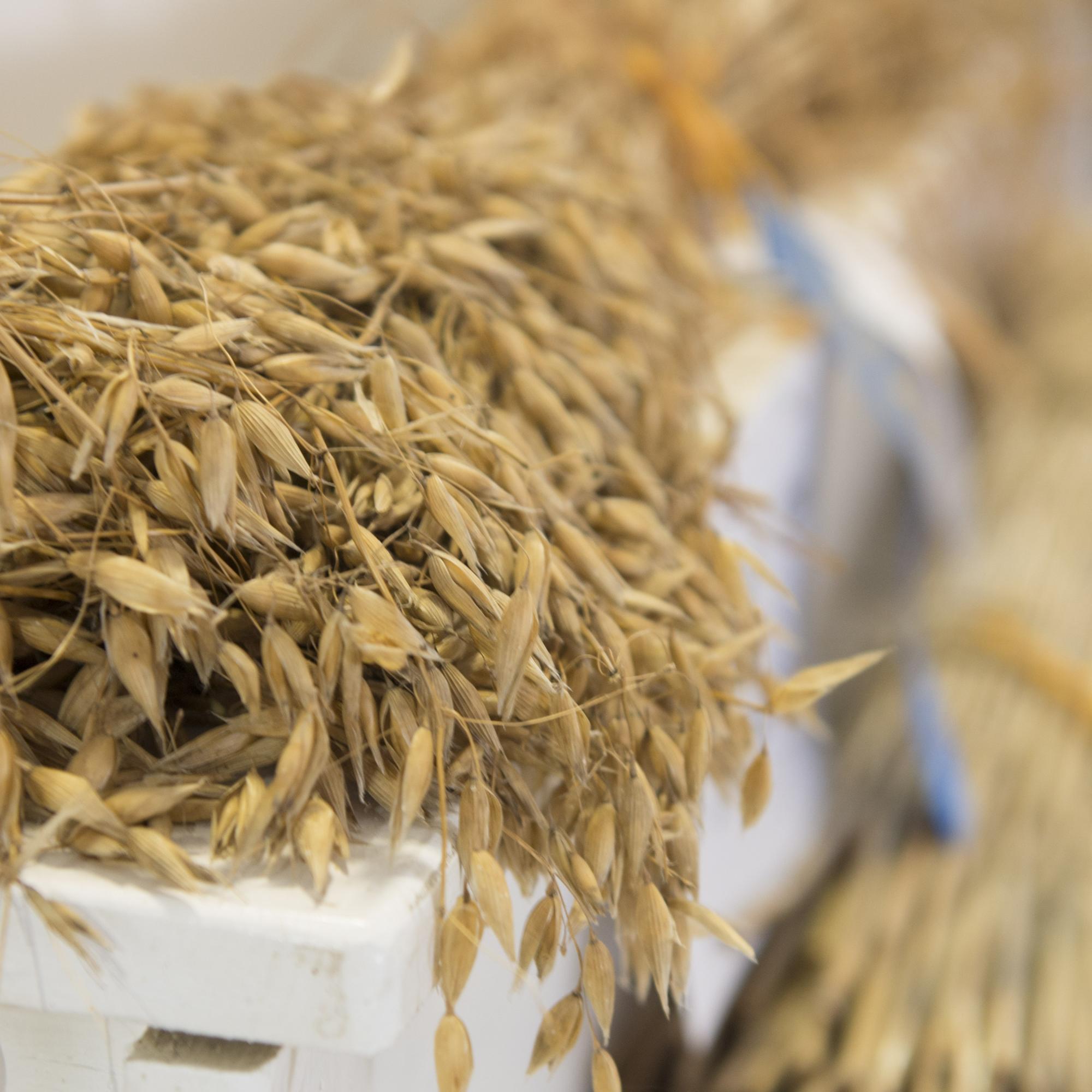 Grains on display at local market