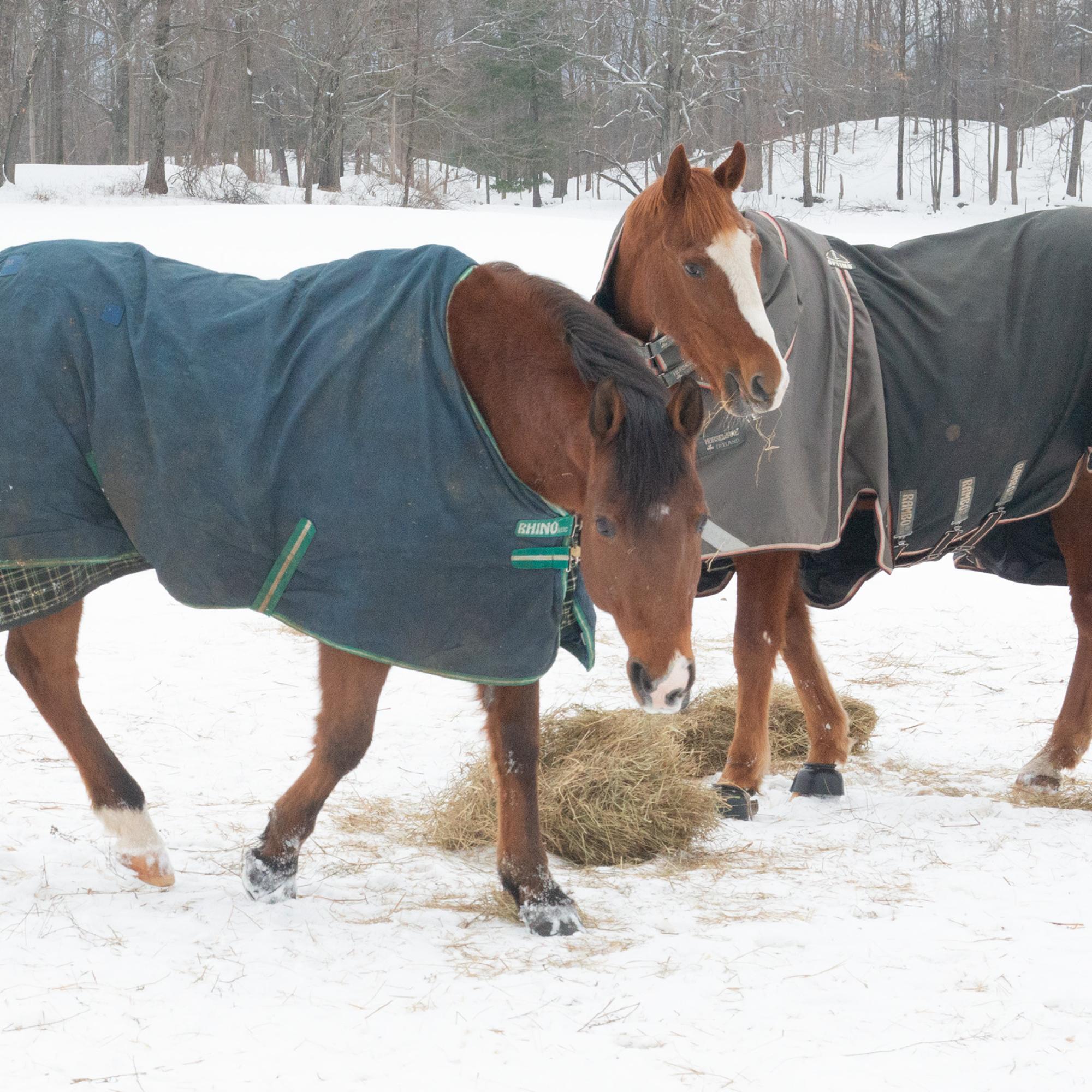 Horses supporting each other 