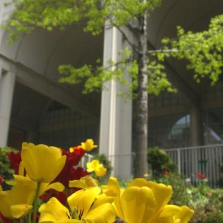 Tulips are in full bloom in late April in the garden of Roosevelt Hospital