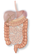 Colon