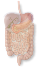 duodeno