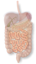 Intestino