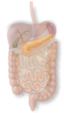 Pancreas