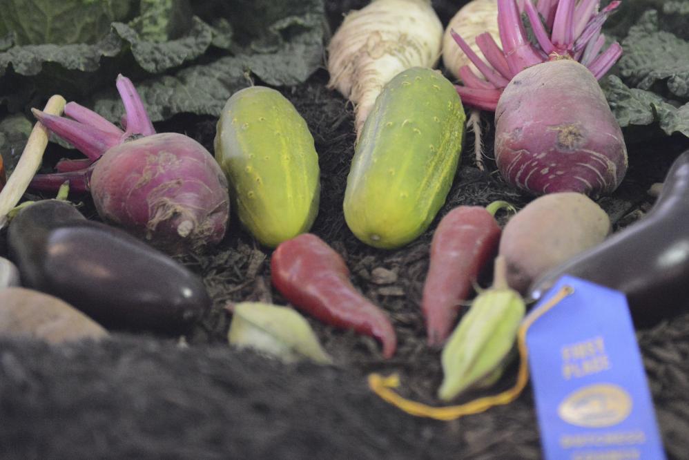 Prize Winning Root Vegetables