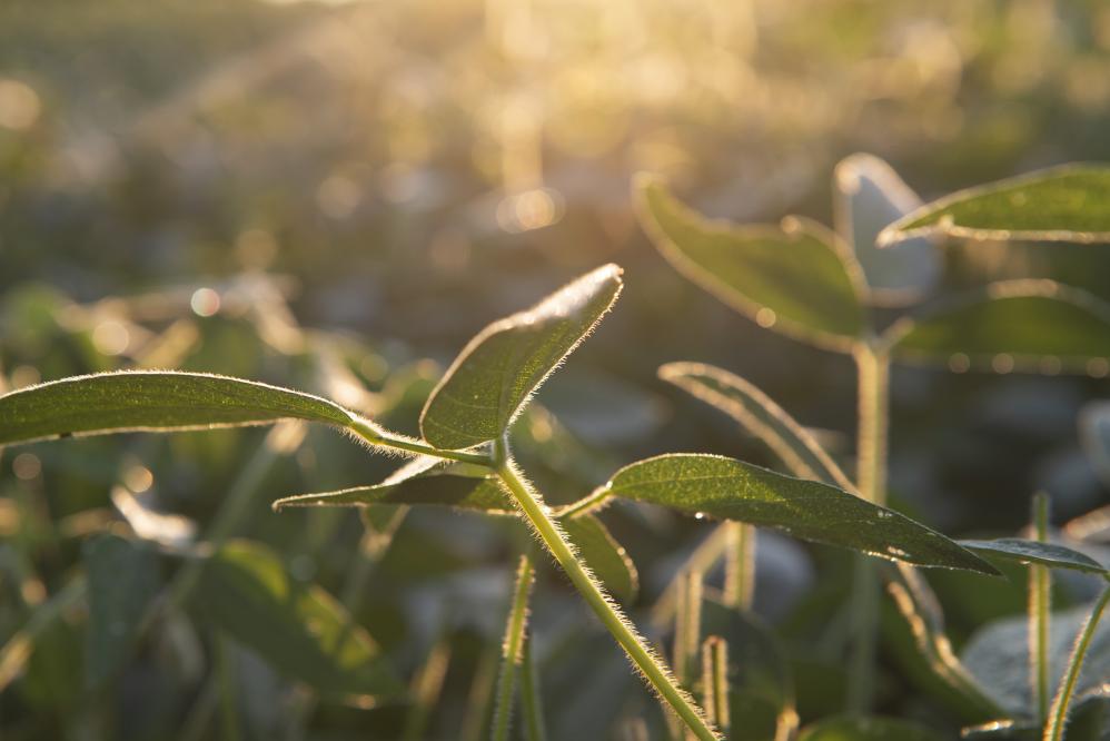 Fresh corn and dawn