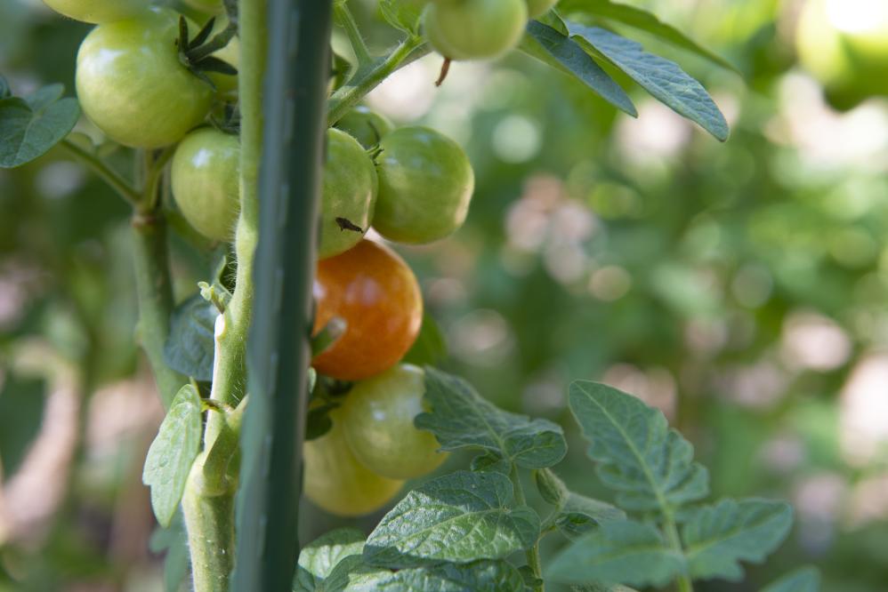 New tomato on vine